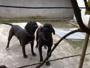 Vand pui cane corso