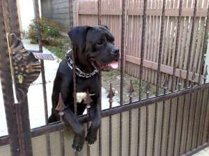 Vand pui cane corso