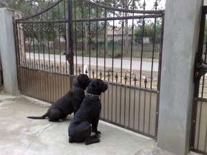 Vand pui cane corso