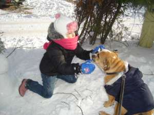 vand bulldog englez mascul 6 luni