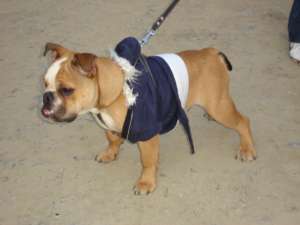 vand bulldog englez mascul 6 luni