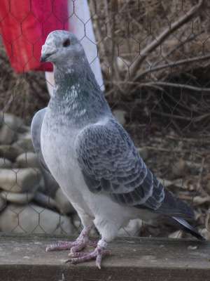 Vand porumbei standard