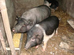 porci   vietnamezi