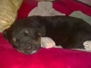 VAND puiuti ROTTWAILER