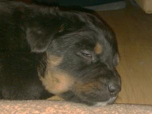 VAND puiuti ROTTWAILER