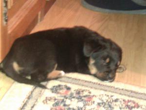 VAND puiuti ROTTWAILER