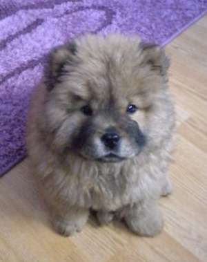 vand catelusi chow chow