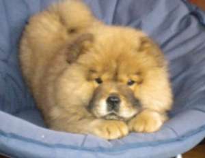 vand catelusi chow chow