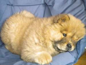 vand catelusi chow chow