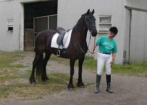 Friesian scopire cal