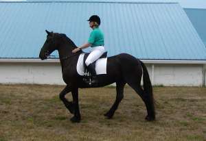 Friesian scopire cal