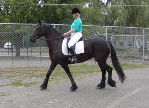 Friesian scopire cal