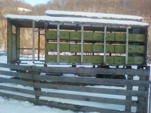 vind pavilion apicol