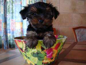 YORKSHIRE TERRIER TOY