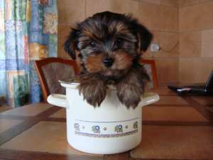 YORKSHIRE TERRIER TOY