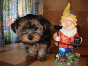 YORKSHIRE TERRIER TOY