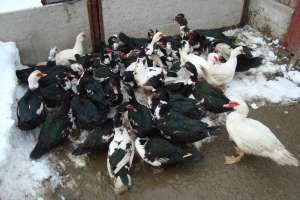 anunt pasari