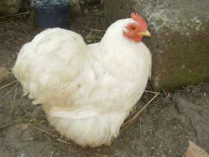 anunt pasari