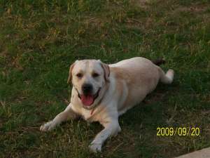 Ofer Labrador mascul pentru monta