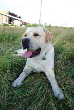 Ofer Labrador mascul pentru monta