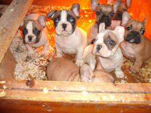 Bulldog Francez de vanzare