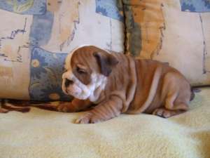 Catei Bulldog Englez de vanzare