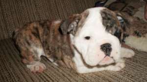 Catei Bulldog Englez de vanzare