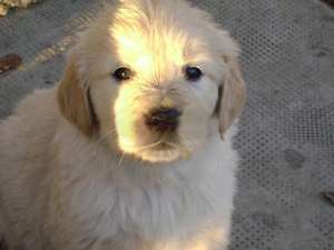 Golden retriver de vanzare