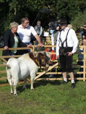 Burenziegen Capre Boer