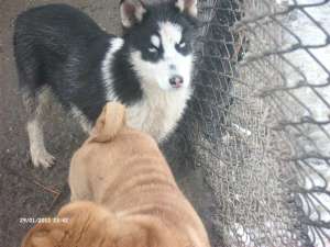 pui husky