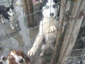 pui husky
