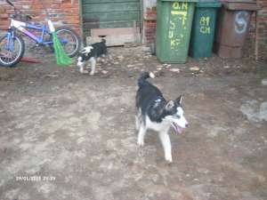 pui husky