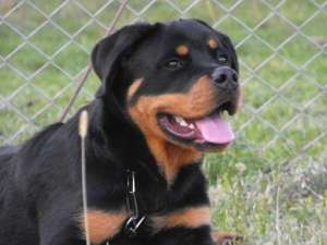 vand pui de rottweiler din parinti campoini *****