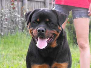 vand pui de rottweiler din parinti campoini *****