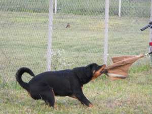 vand pui de rottweiler din parinti campoini *****