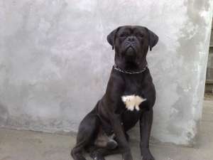 Vand pui cane corso
