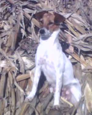 caut Jack Russel terrier MASCUL pentru imperechere