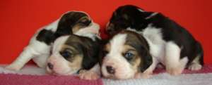 pui beagle cu pedigree, 