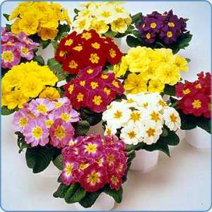 vand flori