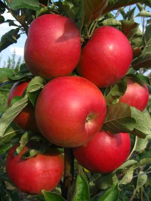 VAND POMI FRUCTIFERI