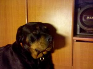 vand pui rottweiler