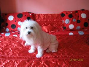OFER SPRE MONTA BICHON MALTEZ SUPERB