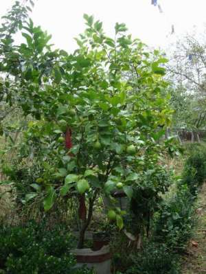 lamai  altoiti