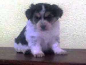 Ofer spre adoptie,  maxim 4 catelusi de 9 saptamani