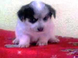 Ofer spre adoptie,  maxim 4 catelusi de 9 saptamani