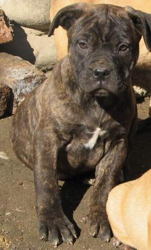 catei presa canario