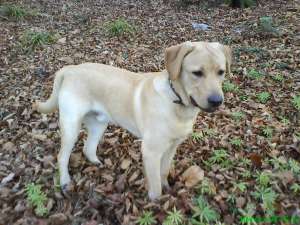 Ofer Labrador monta