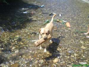 Ofer Labrador monta