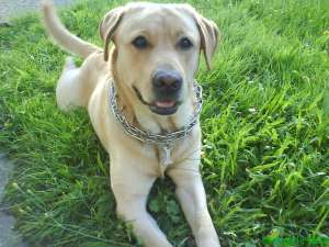 Ofer Labrador monta