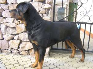 imperechere rottweiler